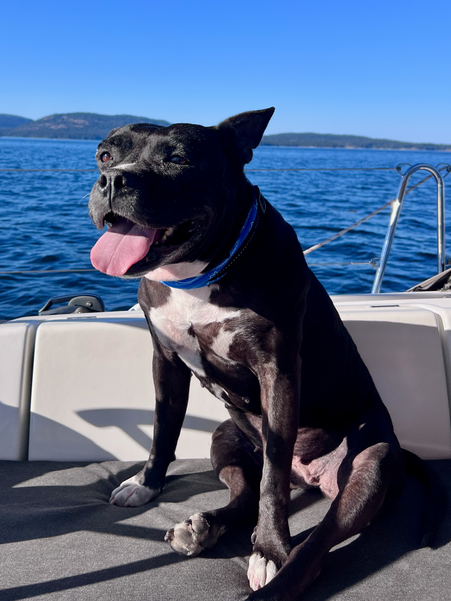 Bella the sailing Pitbull