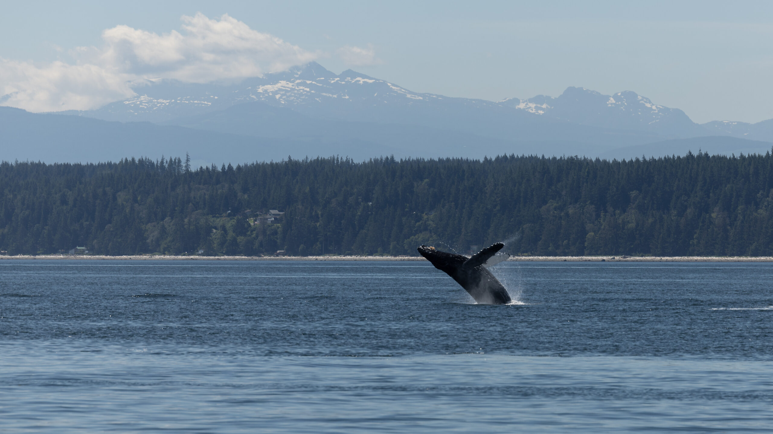 Sailing BC - photos of sailing and nature in British Columbia, Canada