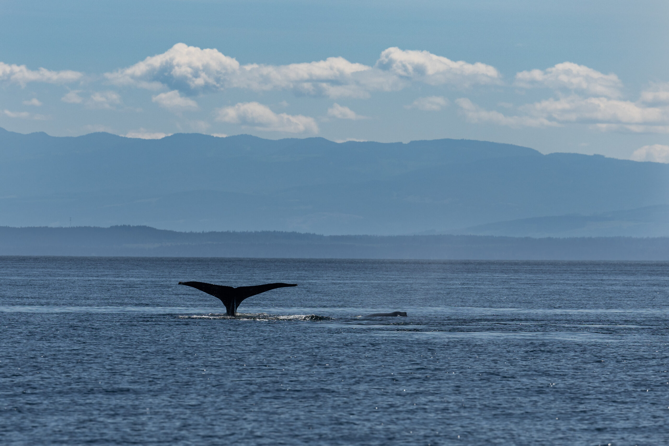 Sailing BC - photos of sailing and nature in British Columbia, Canada