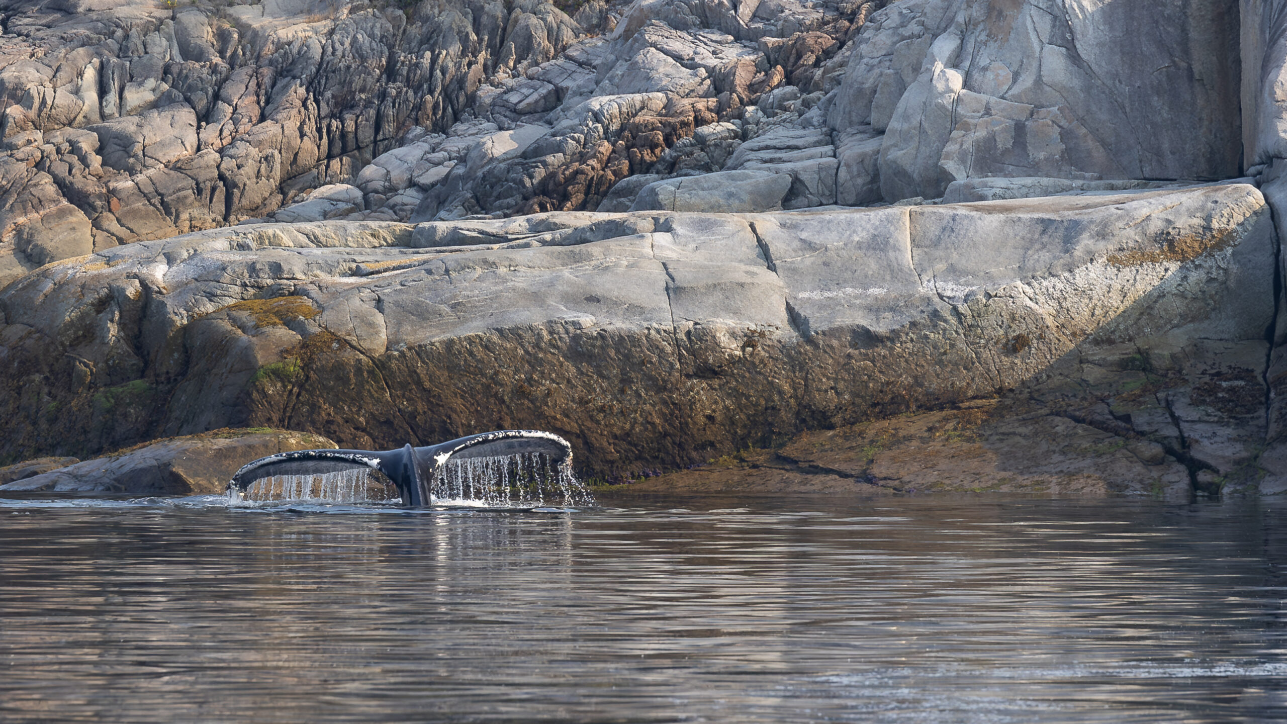 Nelson Island BC Humpback Whales