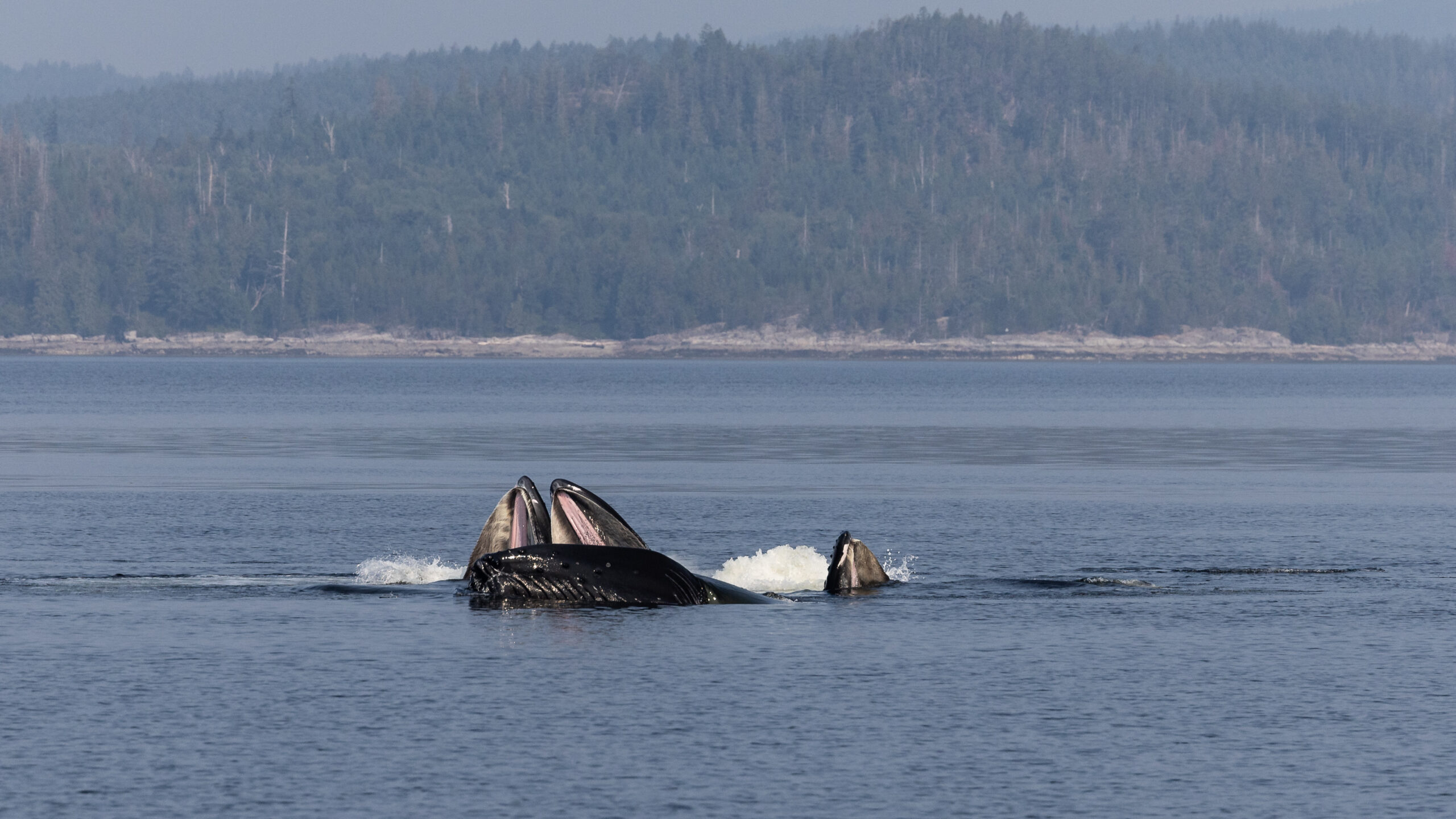 Nelson Island BC Humpback Whales